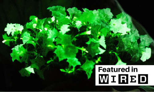 Here-Come-the-Glow-in-the-Dark-Houseplants.png