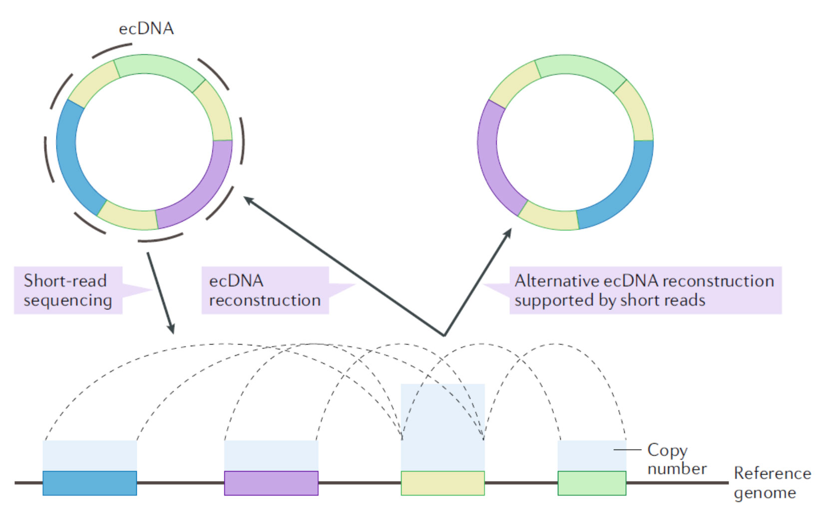 Diagram: Novel Mapping of ecDNA
